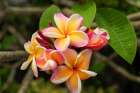 Antigua, West Indies. Local tropical flowers. Art Print